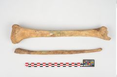 Foto von Menschenknochen (NHMW-PRAE-026362a)